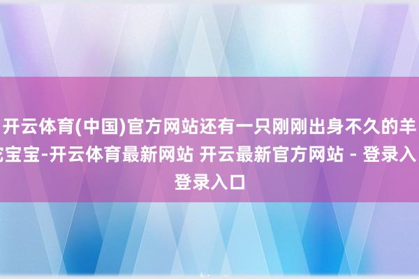开云体育(中国)官方网站还有一只刚刚出身不久的羊驼宝宝-开云体育最新网站 开云最新官方网站 - 登录入口